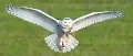 Foto de Wise Owl Consulting, Inc - Michigan Office